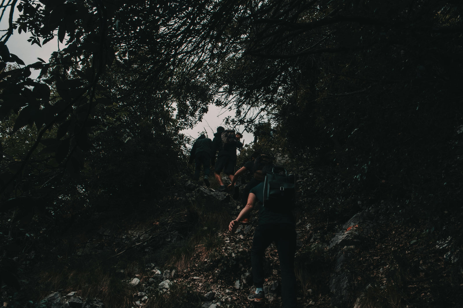 Wanderpfad im Wald